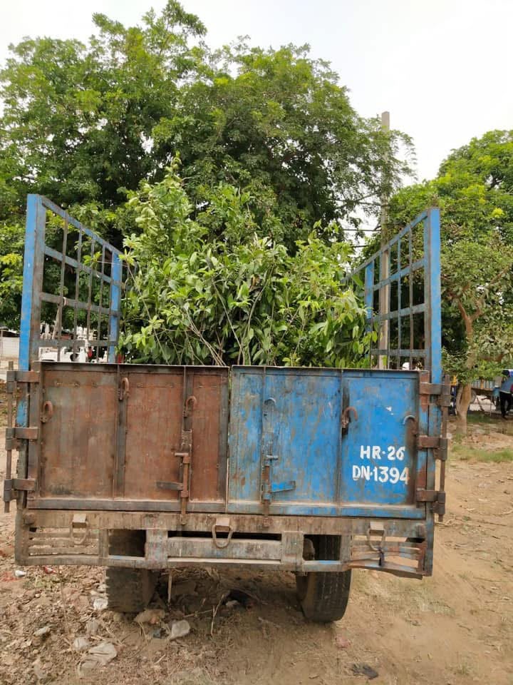 tree plantation initiative – 2020