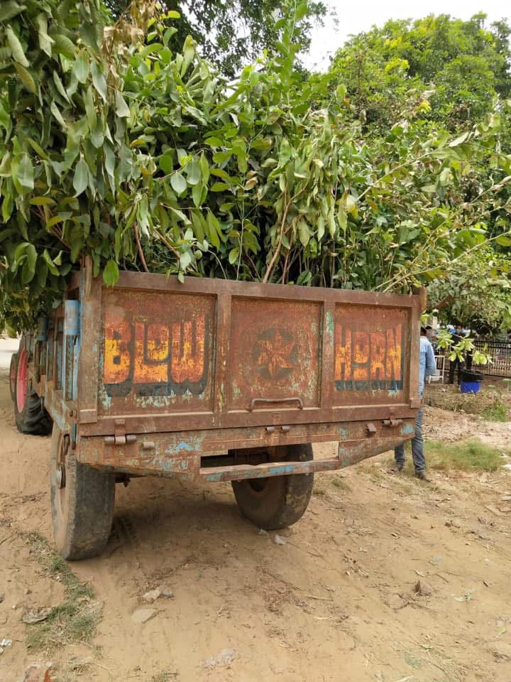 tree plantation initiative – 2020