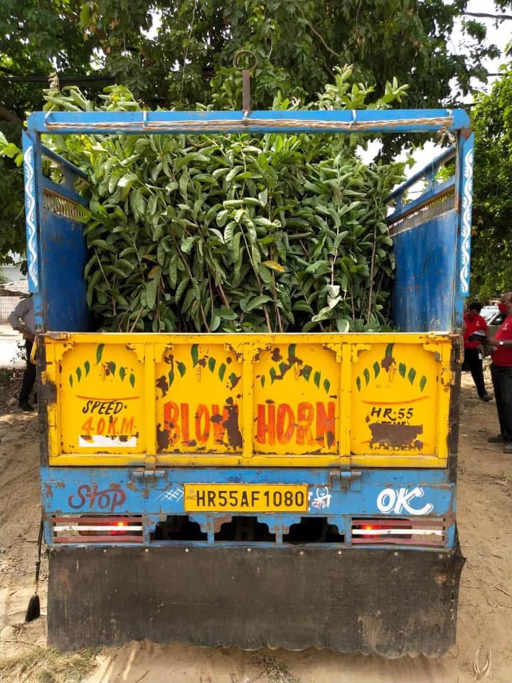 tree plantation initiative – 2020