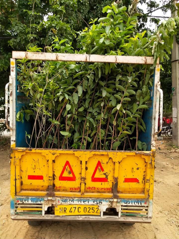 tree plantation initiative – 2020