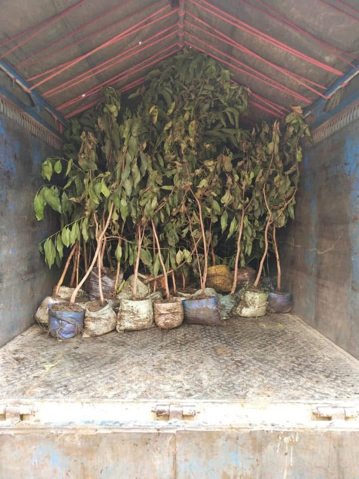 tree plantation initiative – 2020