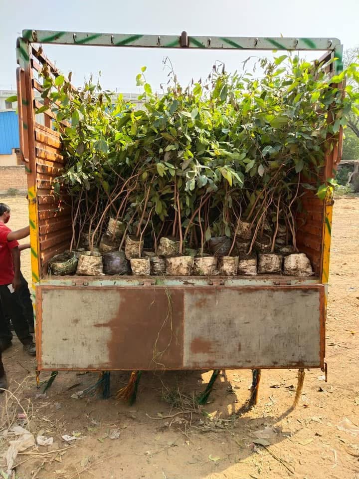 tree plantation initiative – 2020