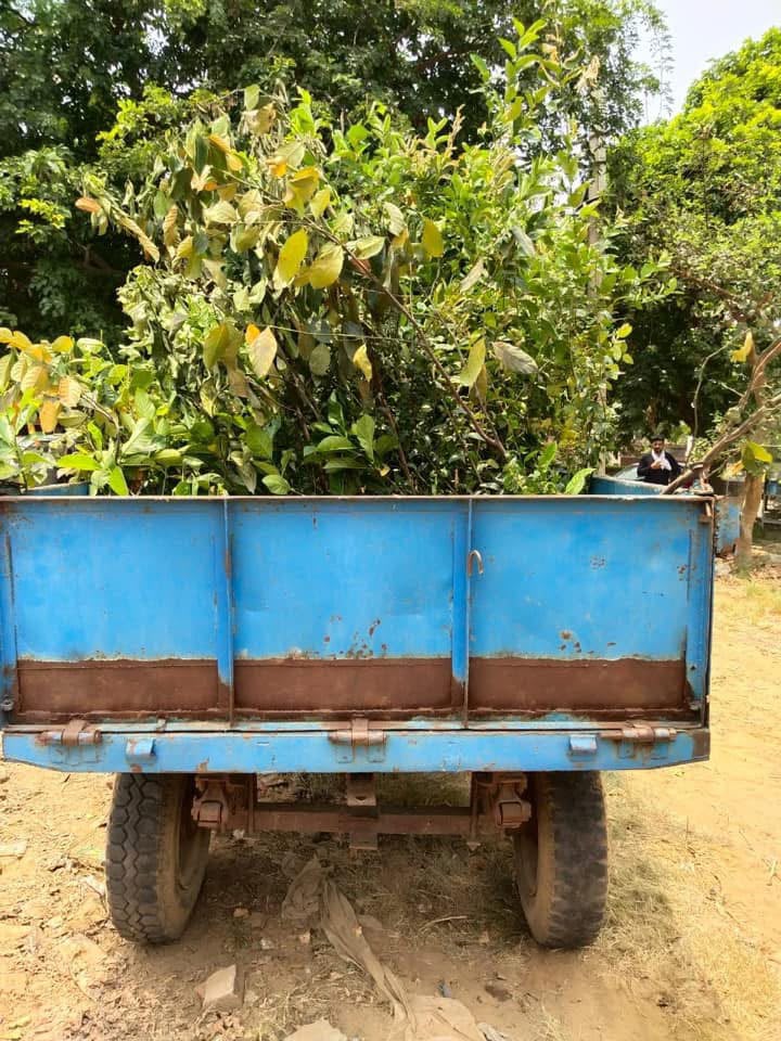 tree plantation initiative – 2020