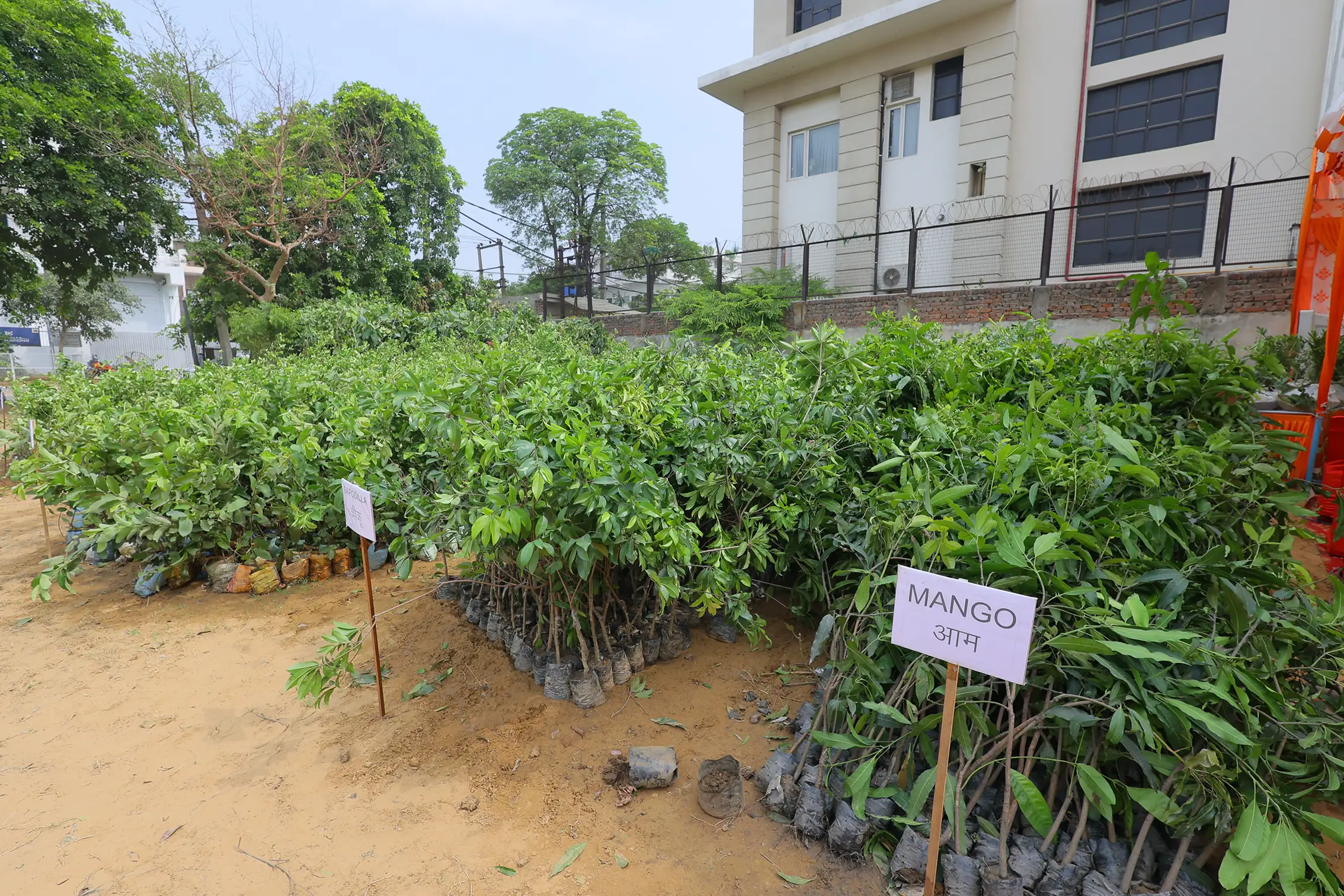 tree plantation initiative – 2024