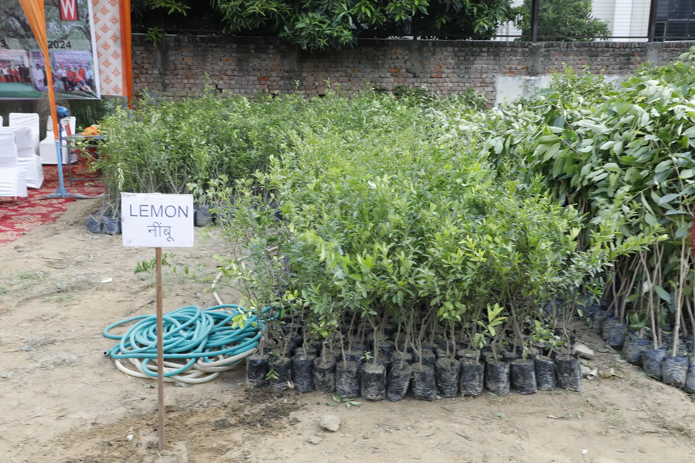 tree plantation initiative – 2025